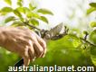 Absolute Tree & Garden Services - Ryde Nsw