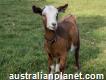 Aadorable Mini Goat Stud - Portland Vic