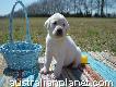 Playful Labrador Retriever Puppies For Sale