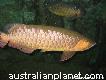 We Supply Health Arowana Fishes of All Breed and Sizes