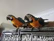 Hand reared baby blue & gold macaw parrots