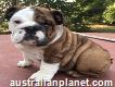 Beautifull Bulldog puppies both males and females available and ready to go!!