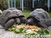 Aldabra giant tortoises for sale