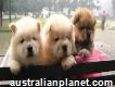 Reminisce coco Kc Reg Cinnimon Chow Chow puppies