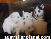 Akc Siberian Husky puppies