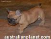 French Bull Dog Brown And Black