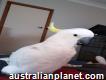 Avairy female cockatoo for adoption