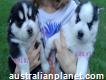 Adorable Akc Registered Siberian Husky Puppies!