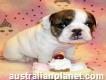 Akc registered English Bulldog puppies male and female