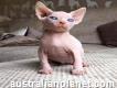 Beautiful Female and male Sphynx kittens