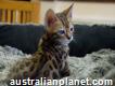 Stunning Tica Registered bengal and serval cats