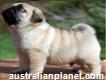 Top Quality Pug Puppies For Adoption