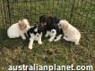 Beautiful Cavoodle Puppies Available!!