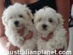 Teacup Maltese Puppies For Sale