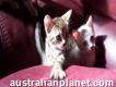 Awesome 2017 exotic savannah, servals and caracal kittens