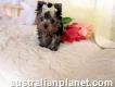 Cute Male and Female Yorkie Puppies Available