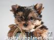 Adorable Male and Female Yorkie Puppies Availab