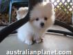 Indoor Trained Miniature White Pomeranian Puppies Ready