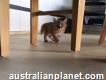 Kitten caracal in adoption