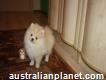 Extra Charming! Babydoll! pomerian Puppies For Adoption