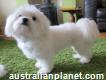 Supper Cute Microteacup Maltese Puppies for sale, males and females