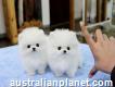 Purebred Pomeranian puppies for sale
