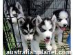 Two Siberian Husky Puppies for Adoption