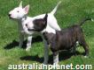 Male & Female Bull Terrier Puppies Available