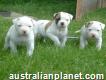 Outstanding American Bulldog Pups Available now