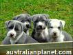 American Staffordshire terrier puppies for new home
