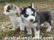 Blue Eyes Siberian Husky puppies available,