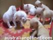 White Apple Head Teacup Chihuahua Puppies available