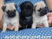 Sweet Pug puppies Available now