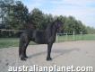 To give friesian gelding