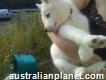 Pure White Siberian Husky Puppies