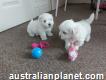 Cute maltese for sale now