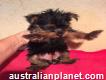 Adorable Yorkie puppies for adoption -11 weeks old