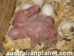 All Breed Of Parrots Eggs Available