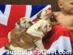 British Bulldog Puppies Share Tweet +1 Pin it