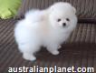 Beautiful Pomeranian puppies Available