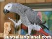 Vailable Talking and Beautiful African Grey Parrot
