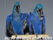 Adorable pair blue macaw