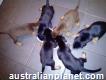 Stunning Litter Of Doberman Puppies Available For Sale