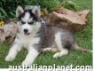 Male and Female Pomsky Puppies