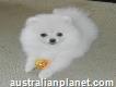 Pomeranian Baby Boy n Girl puppies
