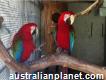 Macaws(blue and Gold), Black Palm Cokatoo African grey available