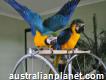 Tame blue and gold macaw parrots with cage