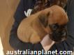 Chunky Male boxer Puppies
