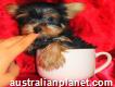 Gorgeous male and female yorkie Puppies For Adoption