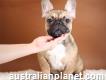 2 french bulldog male and female Dad Akc